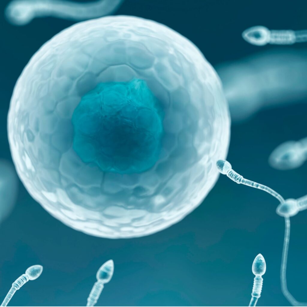 İdrar Yolları ve Sperm Üretimi İdrar Yolları ve Sperm Üretimi